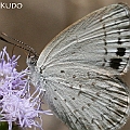 Candalides erinus (Small Dusky-blue) at Machans Beach<br />Canon EOS KDX (400D) + EFS60 F2.8